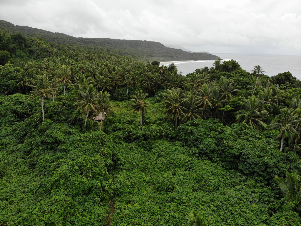 Anatale-fale tolu. Alofi is almost abandoned today. People from Futuna visit the island regularly for cultivation, and some houses (fale) exist. But most of the island is covered by dense forest (Jesús García Sánchez for NAO).
