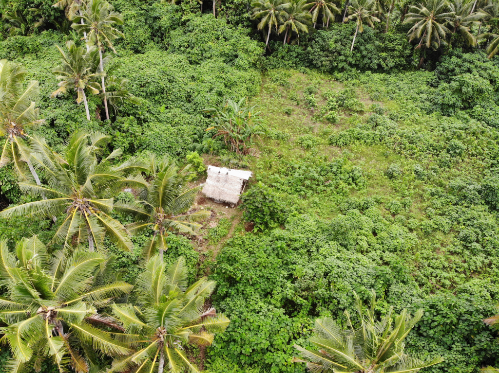 A plot of cultivated land in the midst of the forest. Agricultural infrastructures from the past are not well known on Alofi. Current practices focus on slash-and-burn agriculture (Jesús García Sánchez for NAO).
