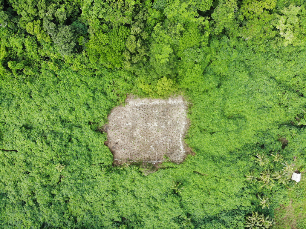 Anatale-fale tolu. Alofi is almost abandoned today. People from Futuna visit the island regularly for cultivation, and some houses (fale) exist. But most of the island is covered by dense forest (Jesús García Sánchez for NAO).
